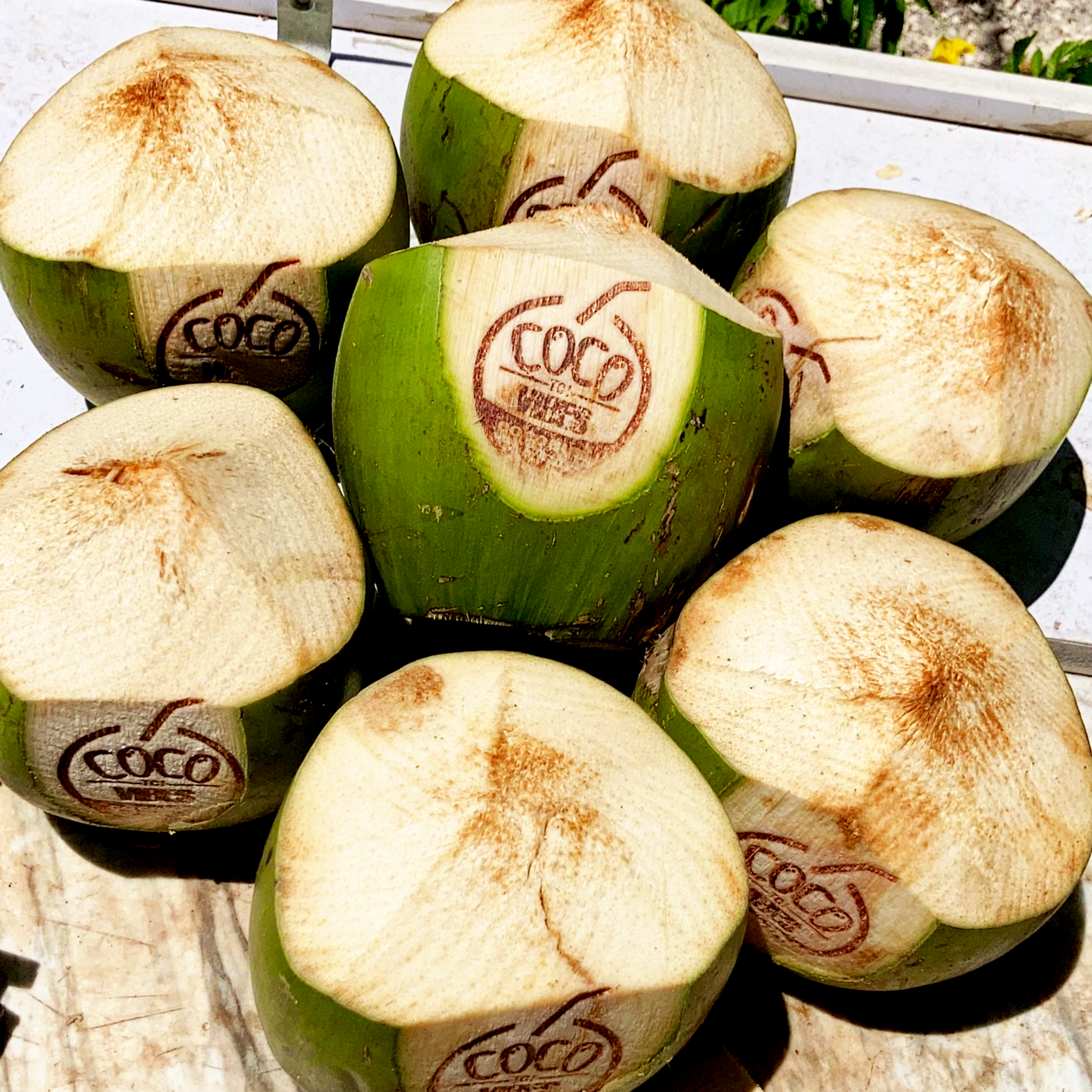 Island Boy Coconut – Coco Vibes TC